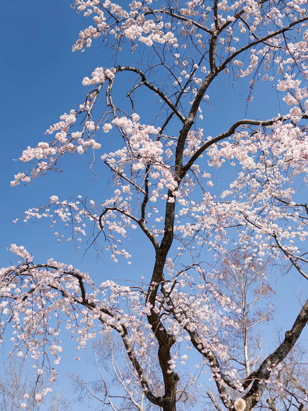 樱花树，天气很好
